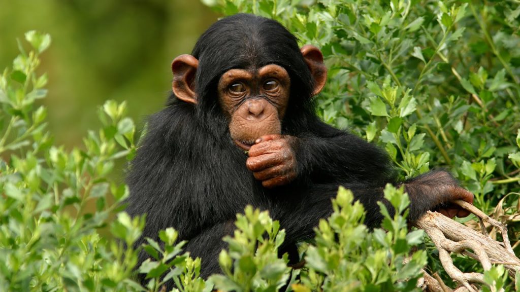 chimpanzee