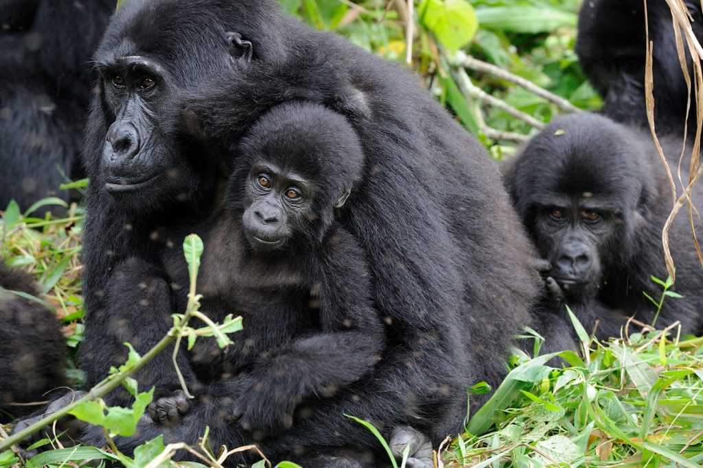 mountain gorilla