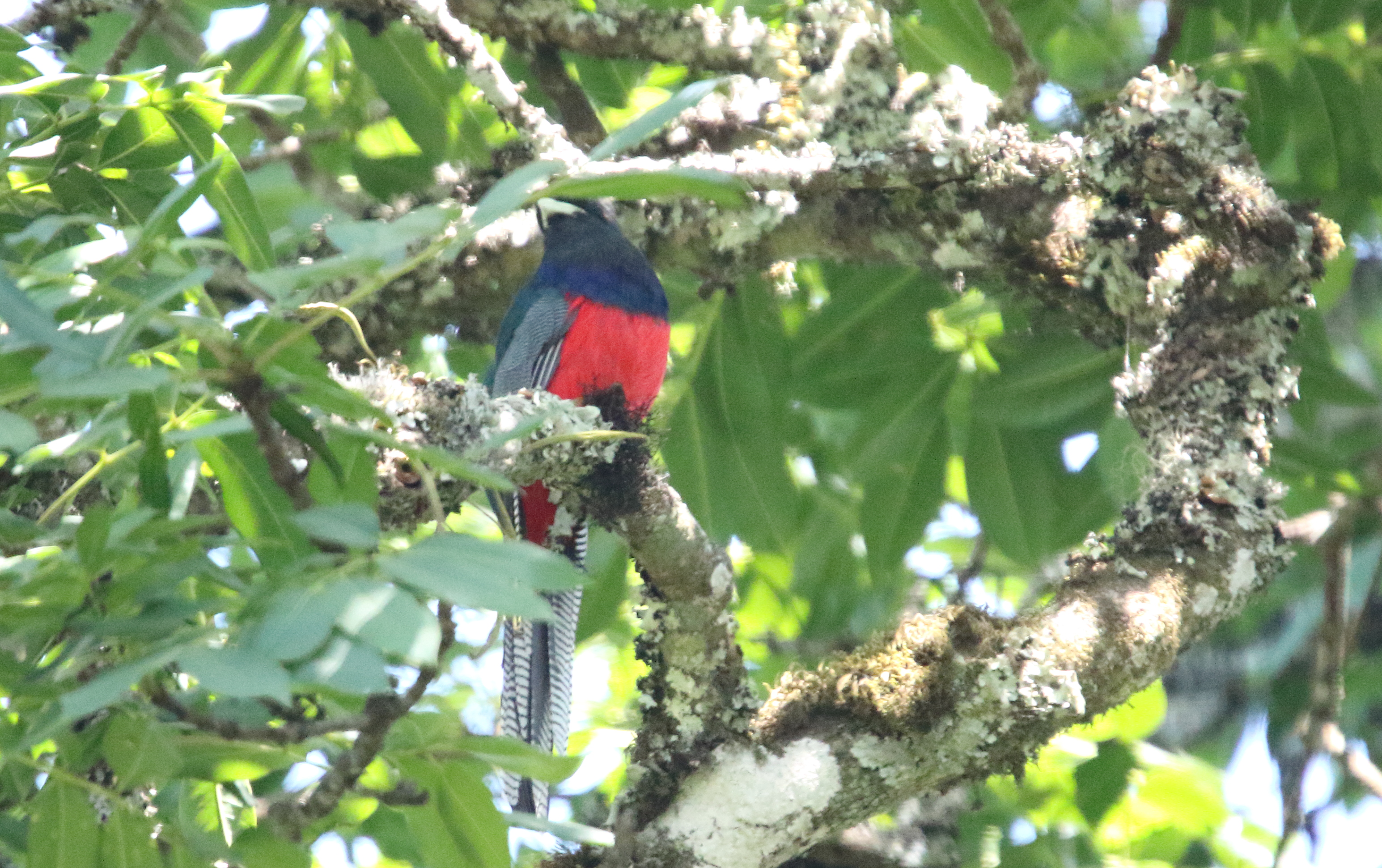 Bar tailed trogon 