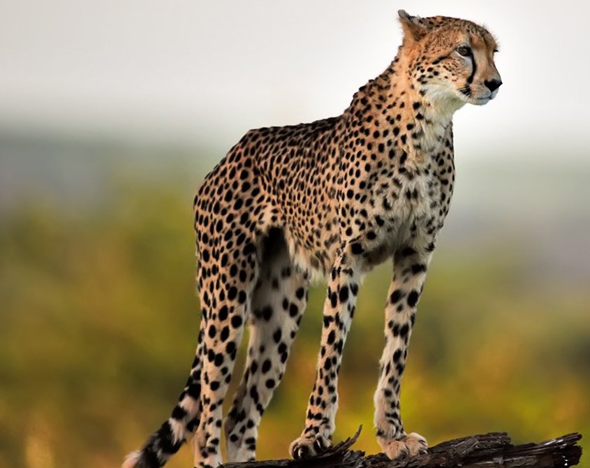 cheetah