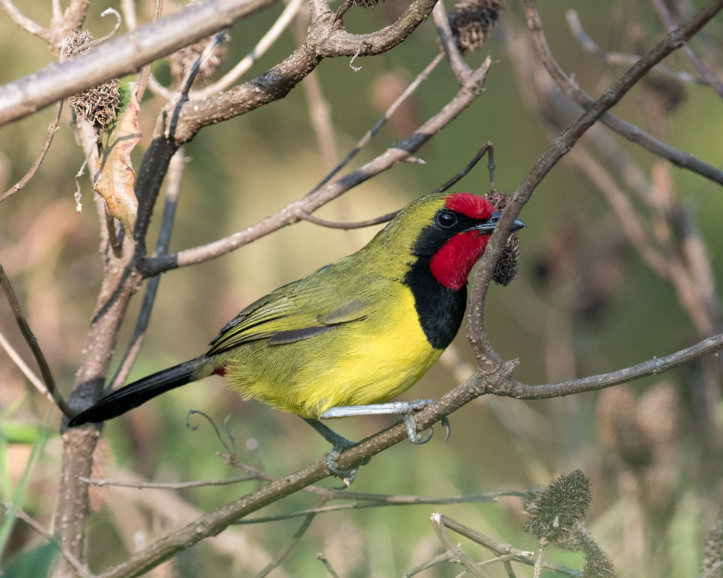 Doherty’s Bush shrike