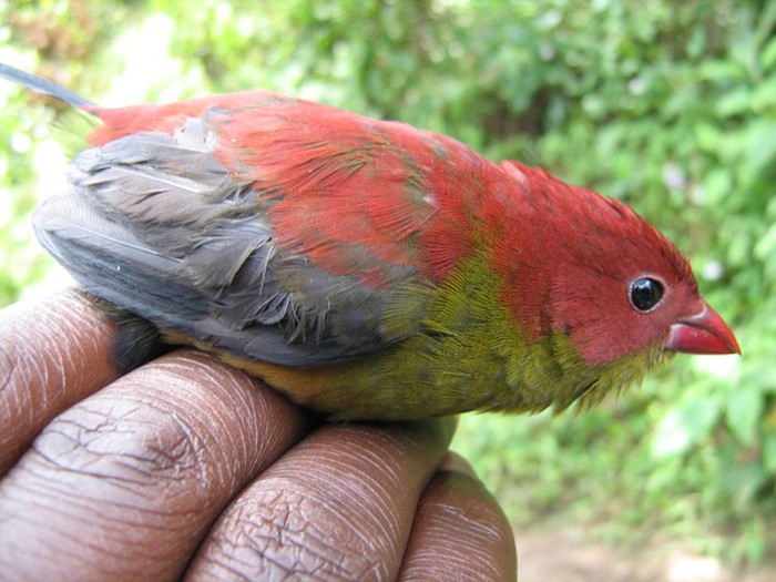 Shelley’s crimsonwing 