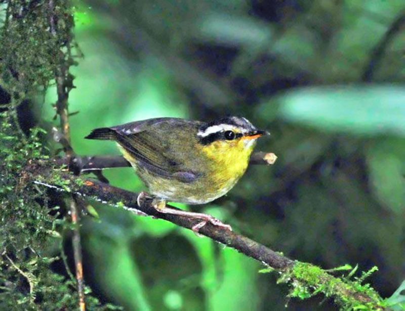 Short-tailed warblers