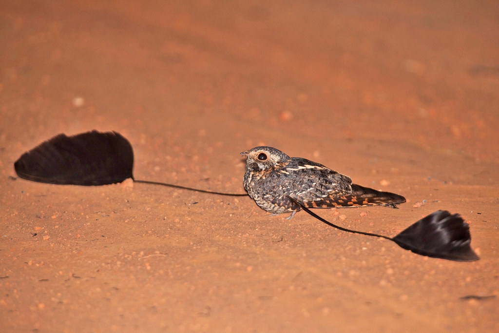 Standard winged nightjars