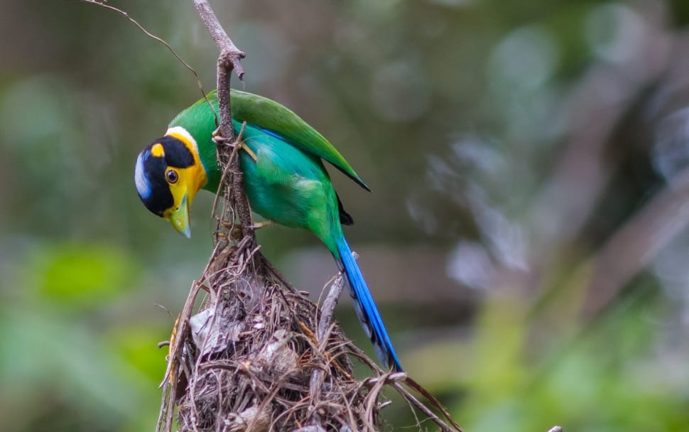 african green broadbill