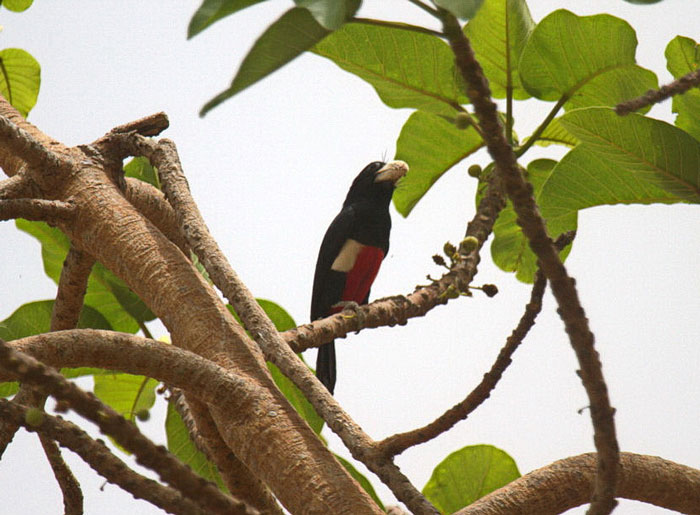 Black breasted barbet