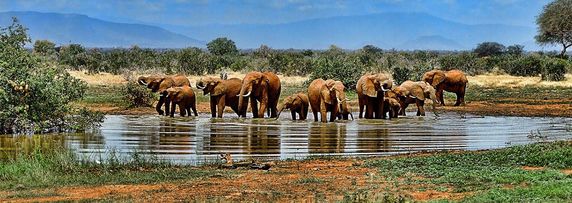 African Savannah Elephant