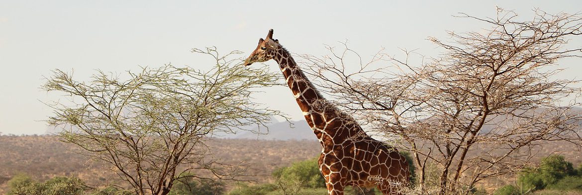 giraffe