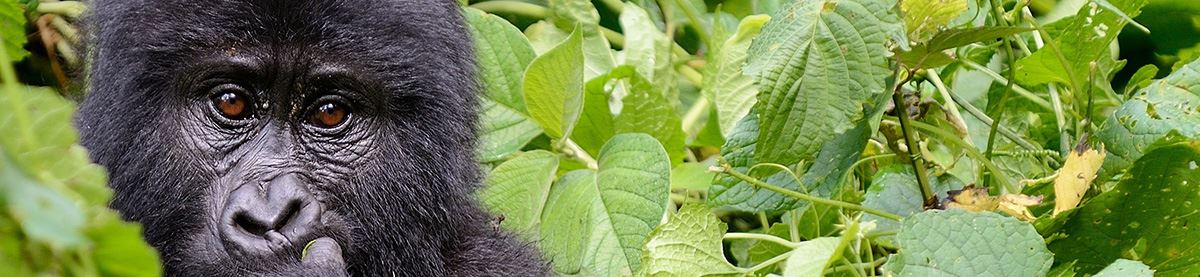 Gorilla eating