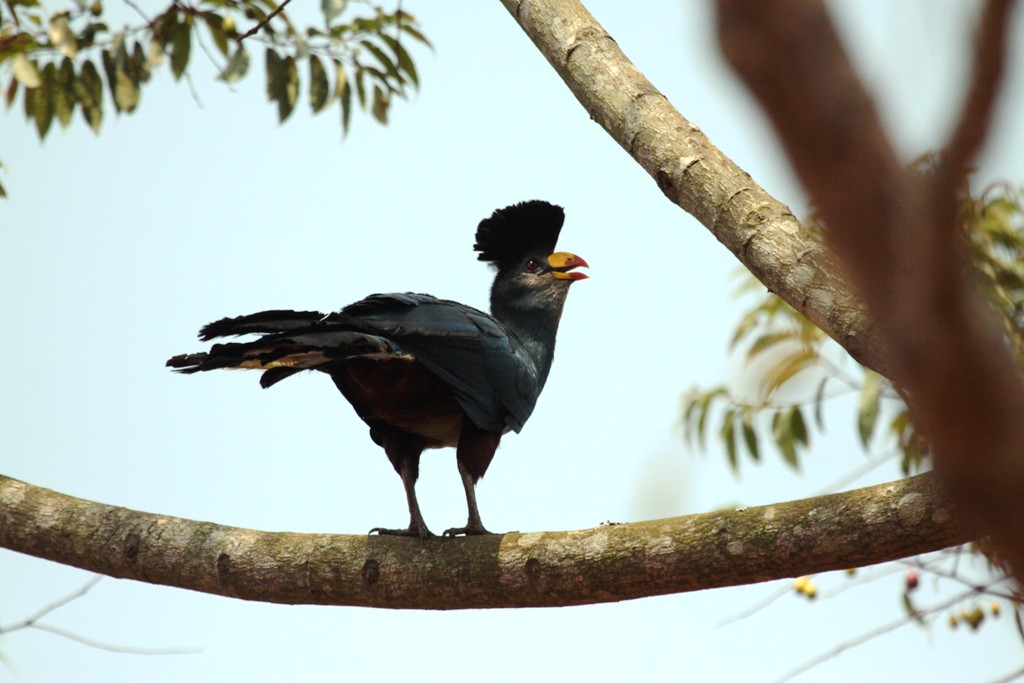 Great blue turaco