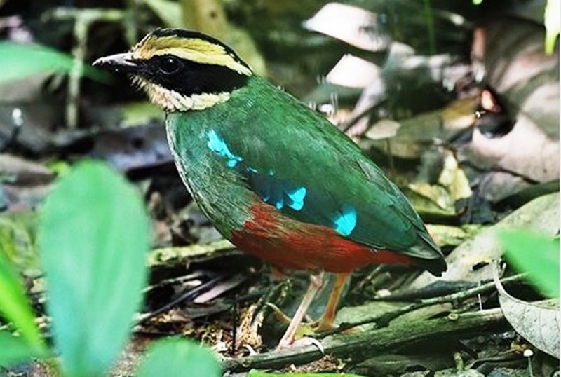 green breasted pitta