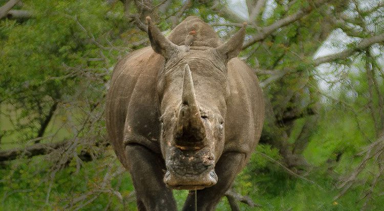 southern white rhino