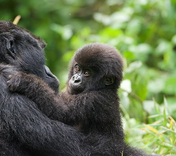 gorilla tracking