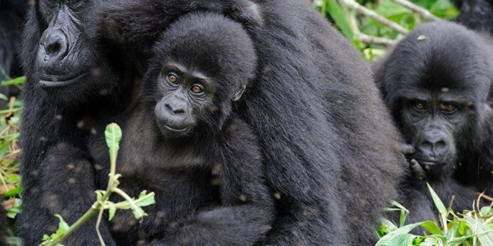 List of Uganda Gorilla Families in Bwindi