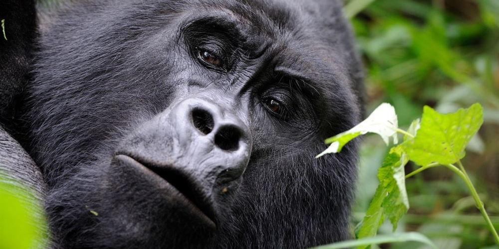 Gorilla in Bwindi