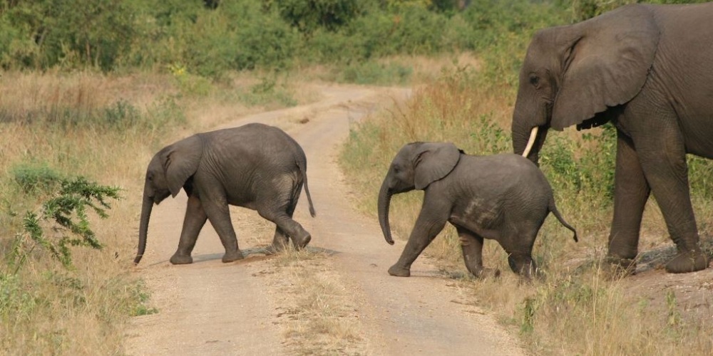 Elephants on a game drive