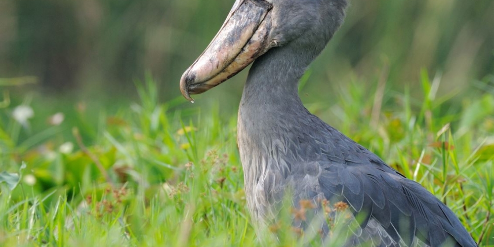 shoebill in mabamba