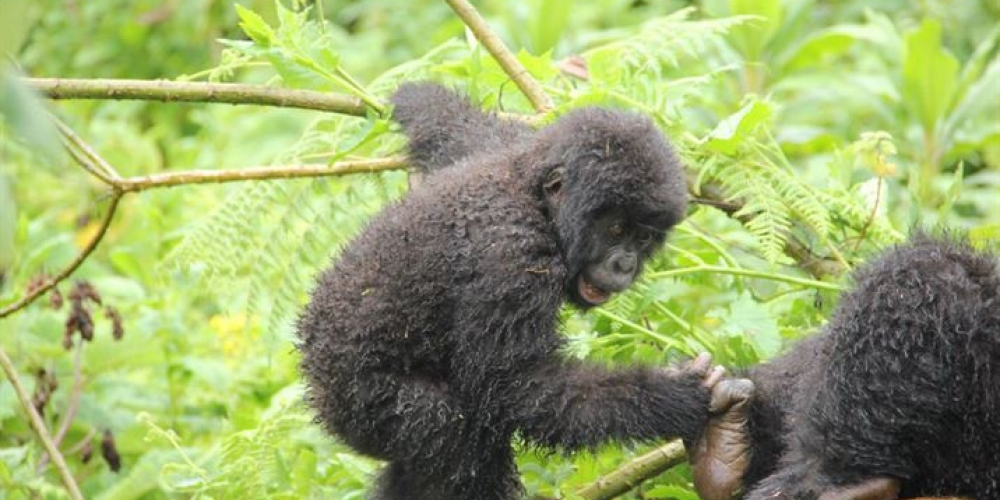 mountain gorillas