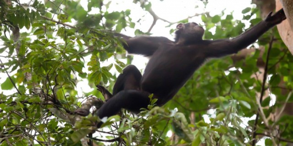 A Chimpanzee in Kibale Forest