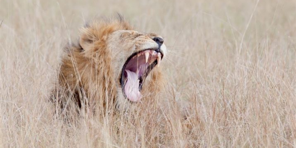 Lion on a game drive