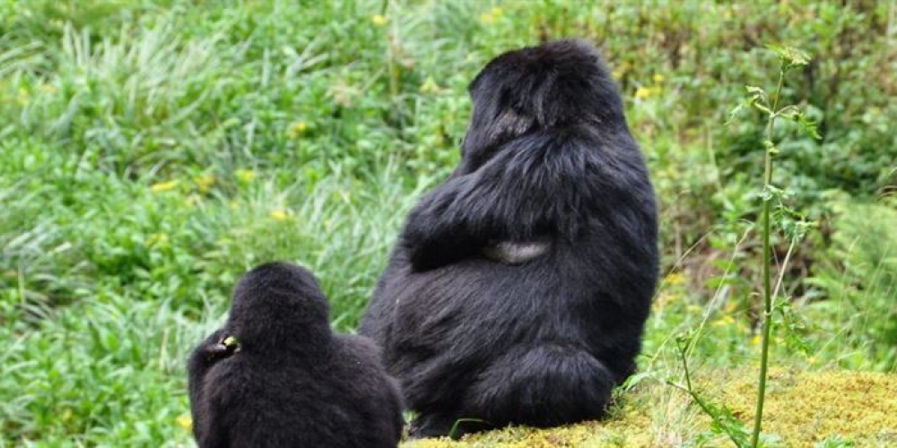 Gorilla trekking Permits in Africa