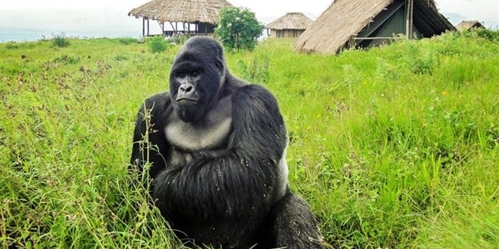 List of Congo Gorilla Families in Virunga