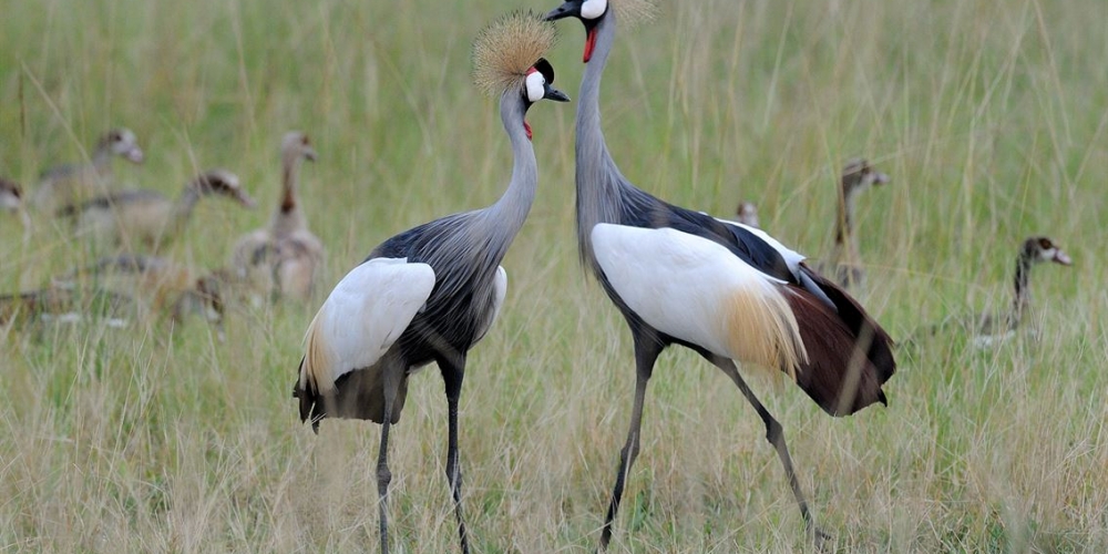 Uganda crested cranes