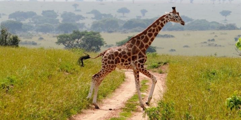 giraffes encounter whilst on a game drive in Murchison Falls National Park