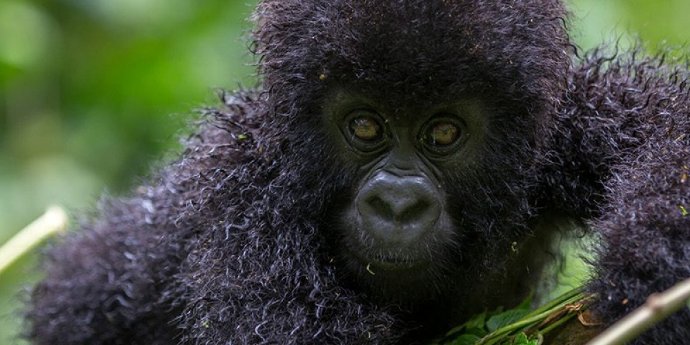 Amazing Gorilla Expeditions