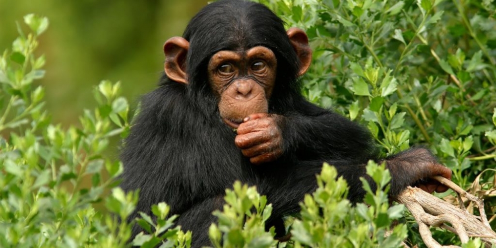 Ngamba Chimpanzee Sanctuary Excursion
