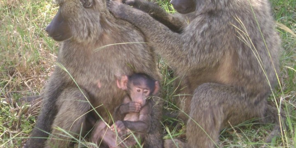 Entebbe Zoo