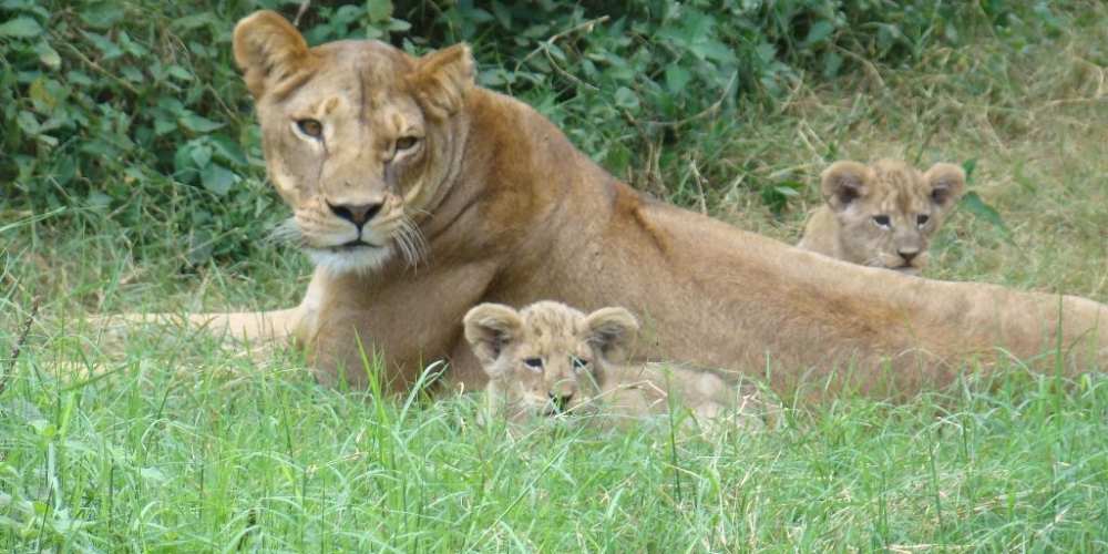 Amboseli