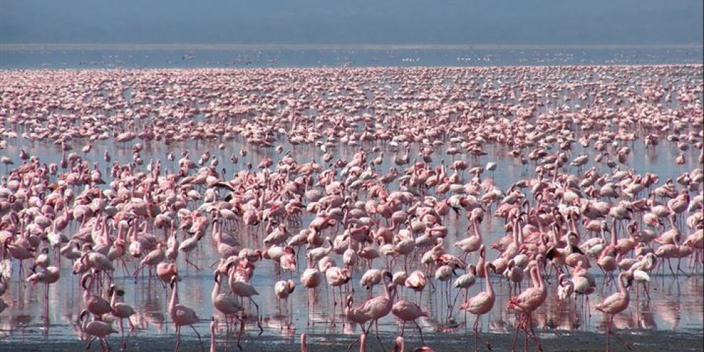 Lake Nakuru