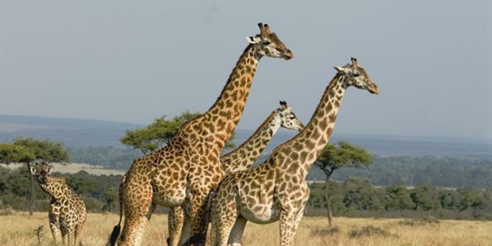 Masai Mara