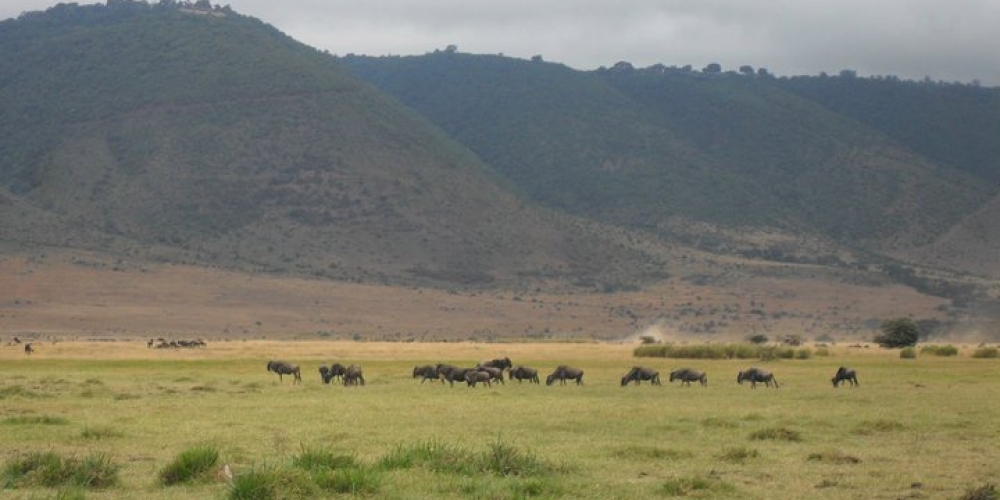 Ngorongoro