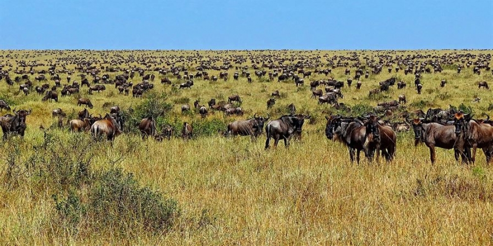 Wildebeest