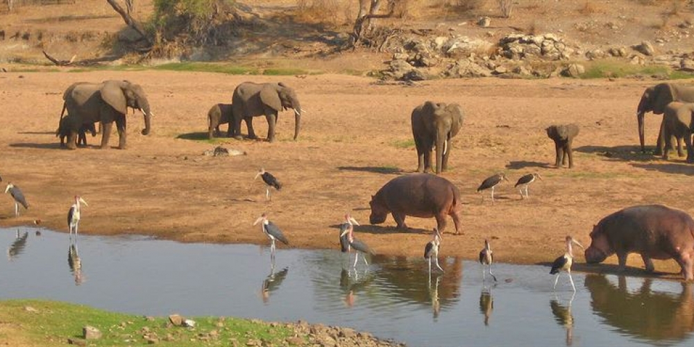 Ruaha national park