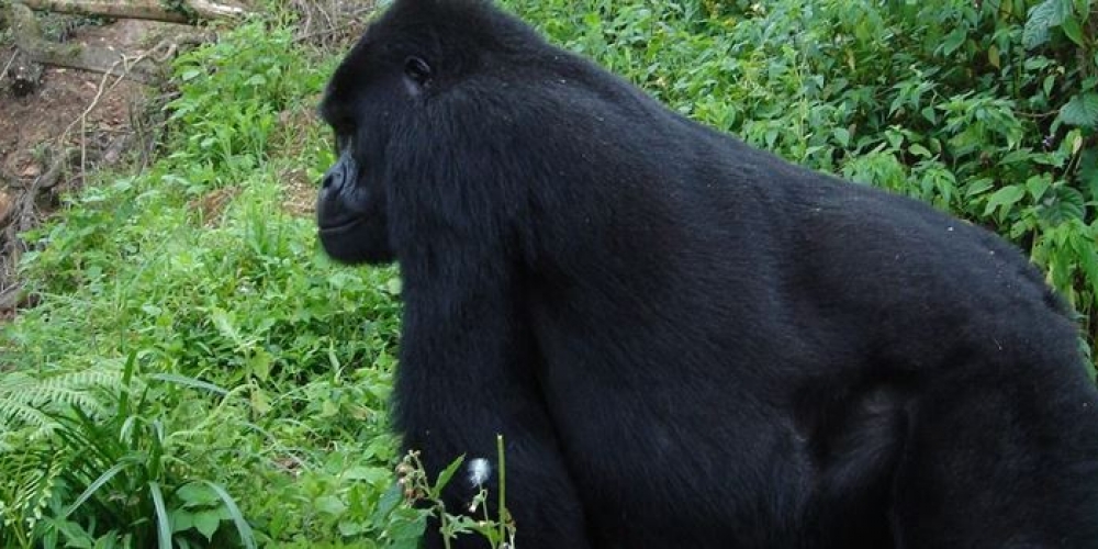 Rwanda Gorilla Trekking