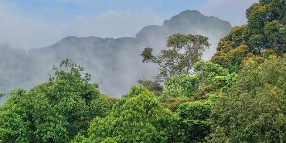 Nyungwe Forest National Park