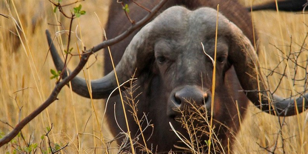 Queen Elizabeth Wildlife Safari