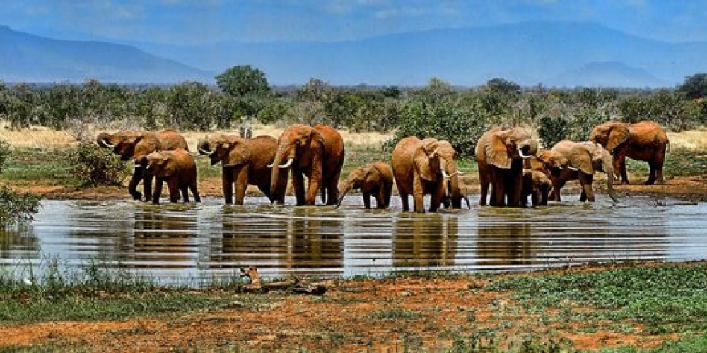 african elephants