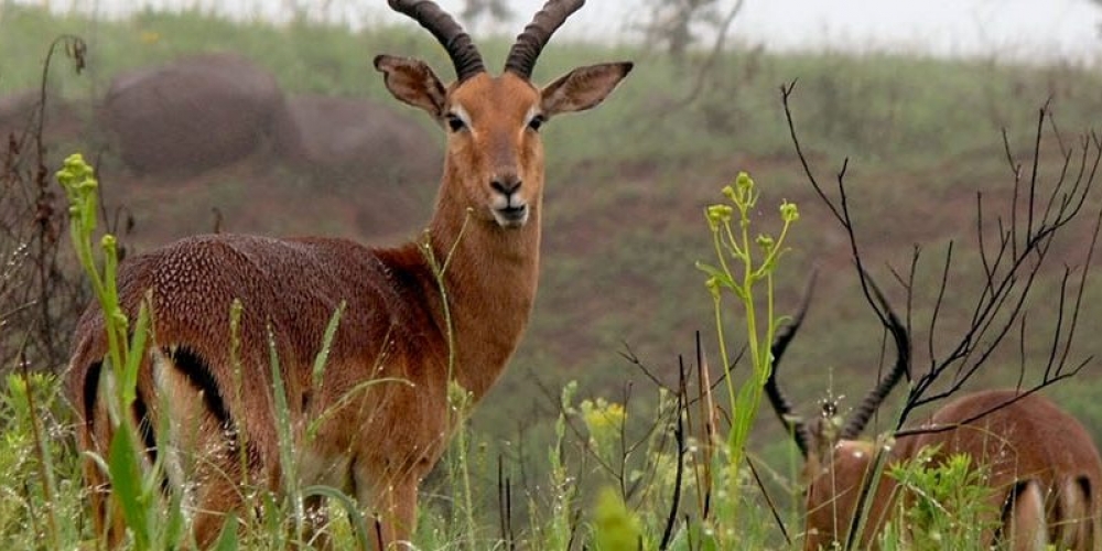 Lake Mburo Wildlife Tour