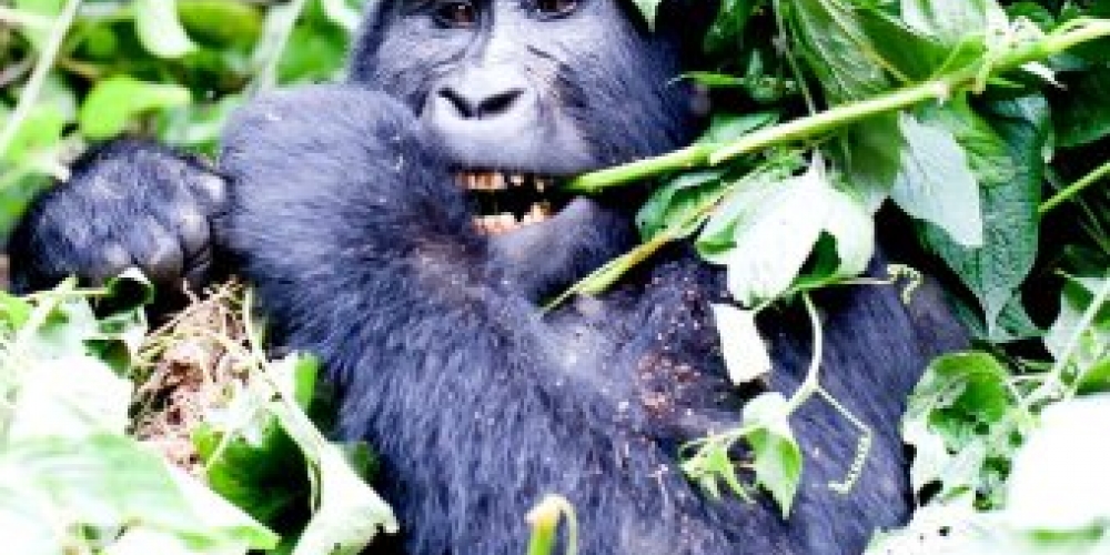 gorilla in virunga