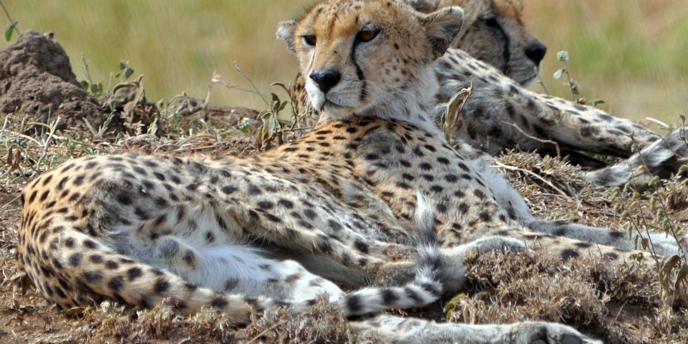 Masai Mara