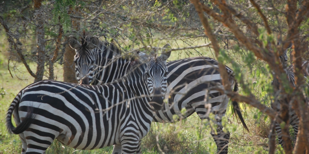 Akagera National Park