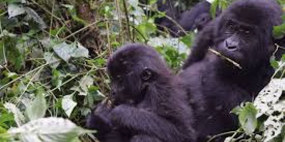 Eastern lowland gorillas