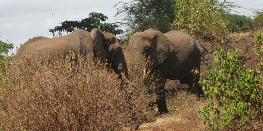 tarangire national park