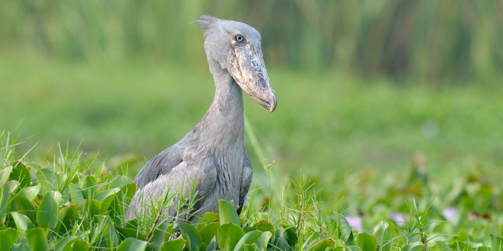 Top 10 birds in Uganda