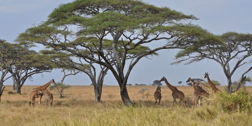 Murchison Falls National Park