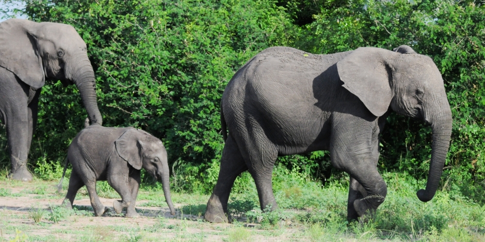 Queen Elizabeth National Park